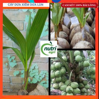 Cây Giống - Cây Dừa Xiêm Dứa Lùn Giống Bến Tre Siêu Quả