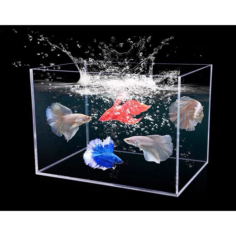 Hồ nuôi cá acrylic/ Bể cá mini/ Hồ show cá