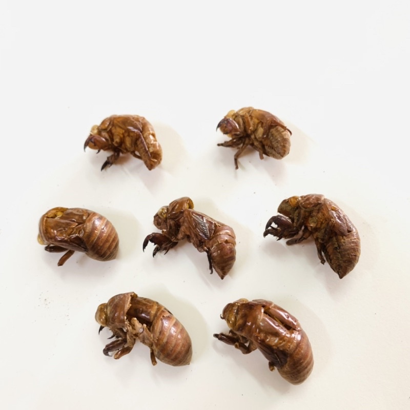 Xác Ve Sầu - Thuyền Thoái - Tàn Thối - Khô Sạch Không Lẫn Đất Cát - túi 10 gam