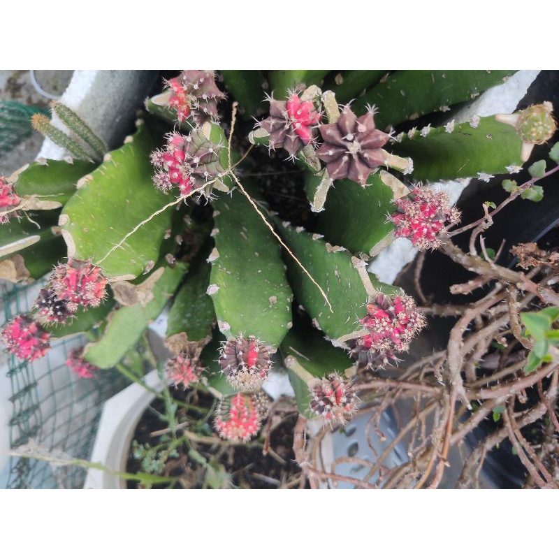 Xương rồng lem BRtháp , sp độc đáo cho dân sưu tầm các loại xương rồng màu