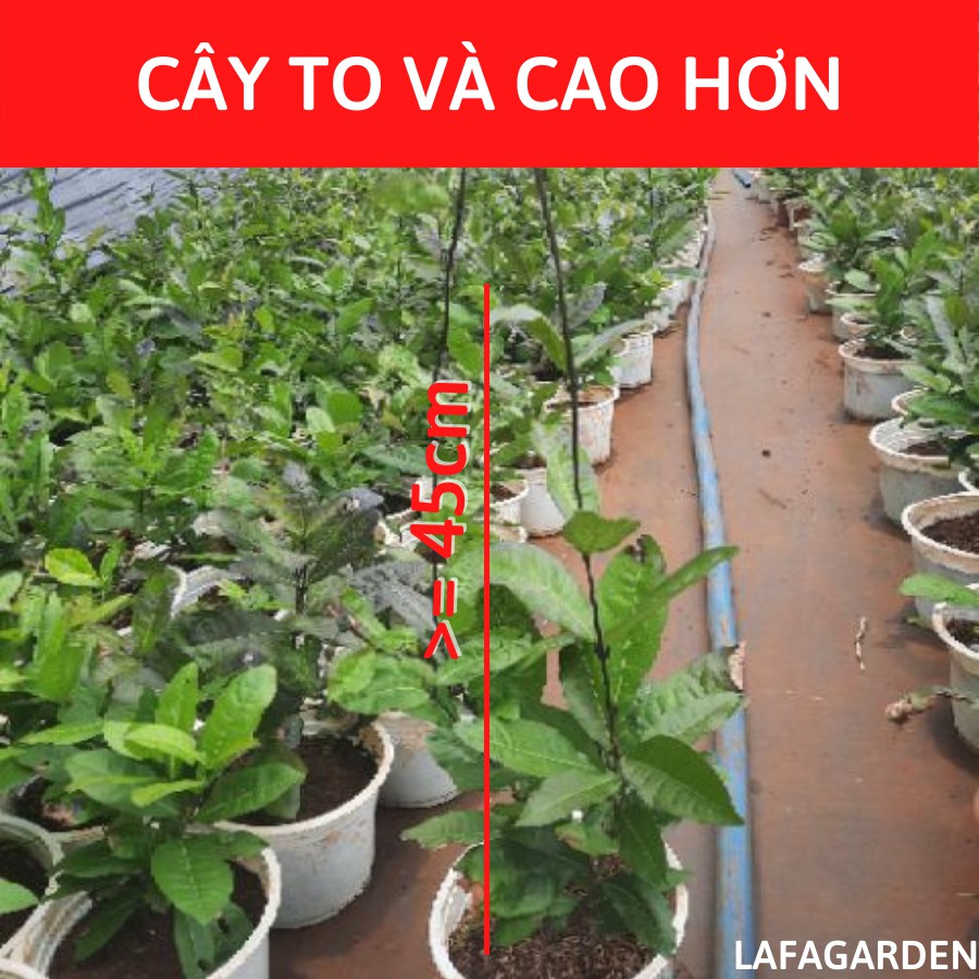 Cây hoa mai xanh LAFA GARDEN, hoa mai xanh thái cao 45cm bầu cây đẹp, cây hoa leo dàn hoa màu tím