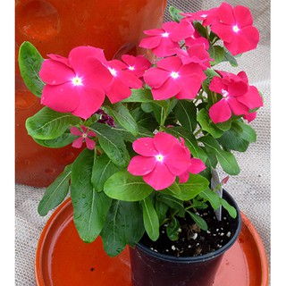 Hạt giống hoa DỪA CẠN (Vinca Mix) nhiều màu