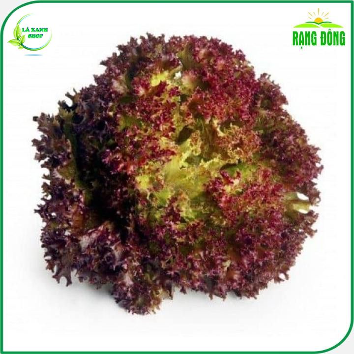 Hạt giống Xà Lách Tím Lollo Rossa Cao Sản Trồng Quanh Năm (gói 2 gram) - Hạt giống Rạng Đông