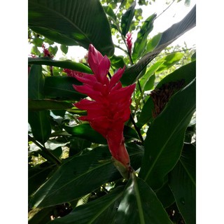 Cây Hoa Hạnh Phúc( hết cây đang hoa)