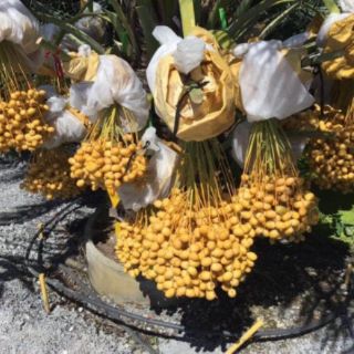 CÂY GIỐNG CHÀ LÀ THÁI