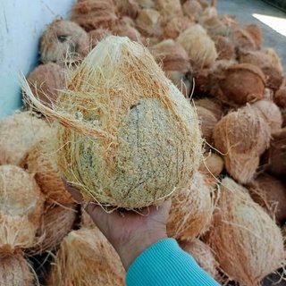 Dừa già khô trái to,vỏ mỏng ,cơm dày [ Trái 1kg100g đến 1kg300gr]
