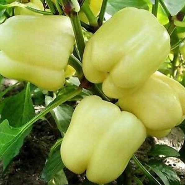 Hạt giống ớt chuông Trắng F1 nhập khẩu Mỹ (white pepper)