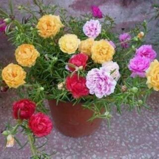 Hoa mười giờ kép mỹ 300 hạt