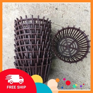 [Free Ship] Chậu trồng lan phi 30cm có lan phụ Tặng Kèm Phân Bón