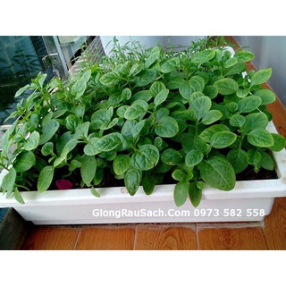 Chậu trồng hoa thông minh ban công dài, giá treo chậu