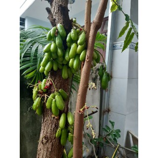 2 cây khế tây
