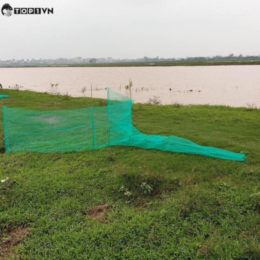 Đăng chặn sông, cống - bắt tôm tép tất cả các loại cá - Dớn bắt cá, cua, lươn - Top1VN