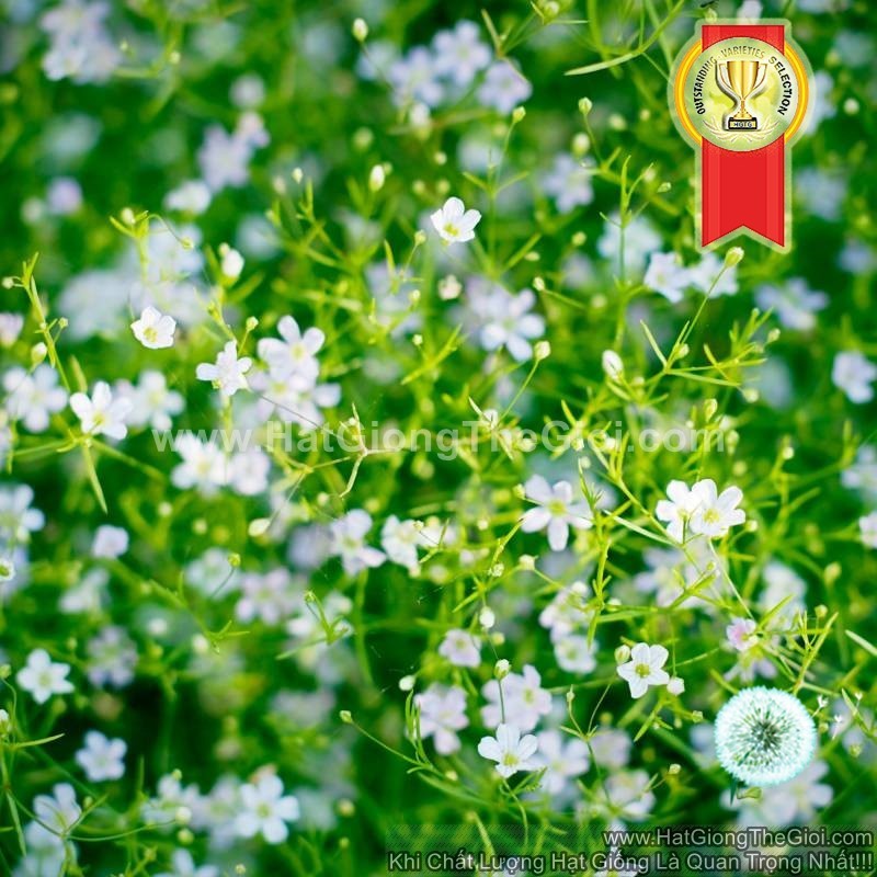 100h Hạt Giống Hoa Baby Breath Lùn Rải Thảm TRẮNG (C1.203| -KD: B6*X58*M231)