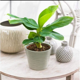 Chuối Mini Thái Lan ,cây non đã ủ kích ra rễ