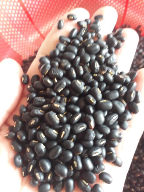 ĐẬU ĐEN XANH LÒNG QUÊ HẠT NHỎ