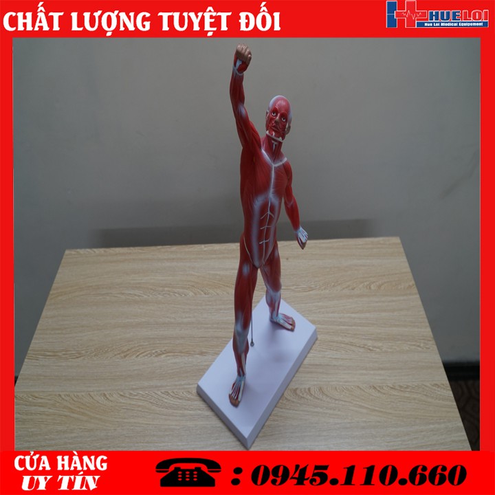 Mô Hình Cơ - Mô Hình Hệ Cơ -Mô Hình Hệ Cơ Toàn Bộ Cơ Thể