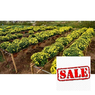 Gói 200 hạt giống cúc mâm xôi sale