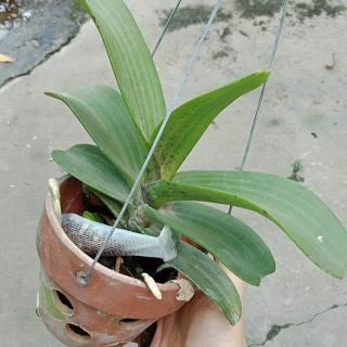 Ngọc điểm/đai châu lá mít