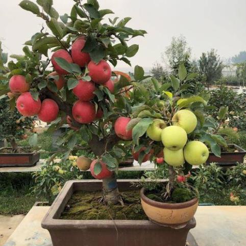 30 hạt giống táo lùn bonsai siêu quả