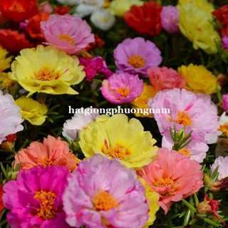 10H - HẠT GIỐNG HOA MƯỜI GIỜ MỸ KÉP