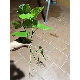 cây lá lốt 10 cây