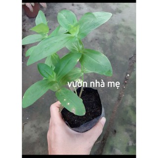 cây cúc lá nhám trồng tết