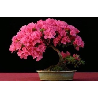 Cây Giống Đỗ Quyên