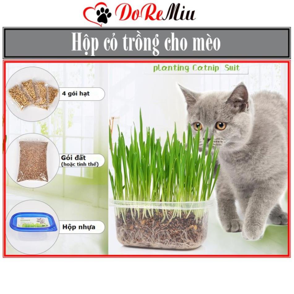 Giảm giáCTVD- Hộp 4 gói cỏ mèo - Combo hạt giống cỏ trồng cho mèo gặm