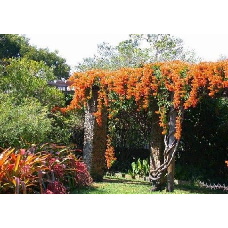 Hoa leo chùm ớt- rạng đông