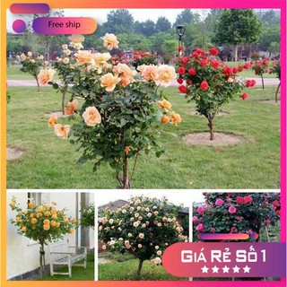 Hạt giống Hoa hồng Thân gỗ (gói 10 hạt nhiều màu)