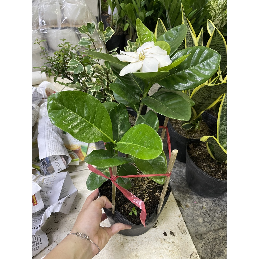 CÂY LÀI THIÊN HƯƠNG GIỐNG MỚI, hoa rất thơm ,, Hoa giống cảnh sân vườn,GIÁ RẺ, nở quanh năm, Cây Tươi Nguyên