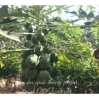 Phân trùn quế dạng bột