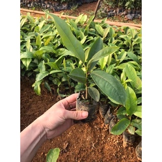 Cây hoa leo móng cọp(1 bầu)