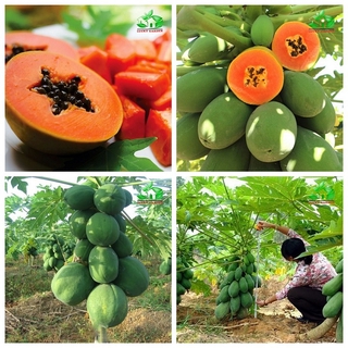 Cây giống đu đủ lùn siêu ngọt