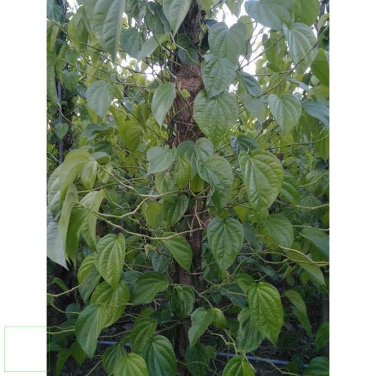 100gr Bột lá trầu không giá tại xưởng handmade