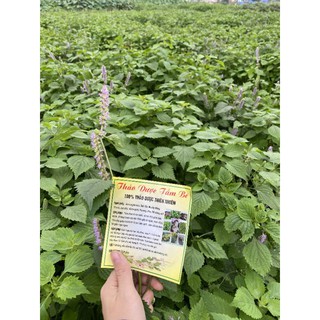 THẢO DƯỢC TẮM BÉ TRỊ RÔM SẢY