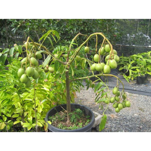 Cây Cóc Thái, trồng 3 tháng ra quả