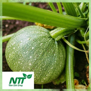 Hạt giống Bí Ngồi Tròn