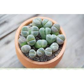 Sen Đá Lithops, Sen Mông, Sen Thạch Lan Mini Siêu Xinh Xắn, Dễ Chăm Sóc Cực Kỳ