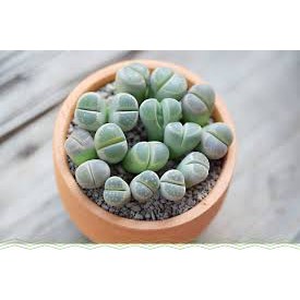 (Mua 5 Tặng 1) Sen Đá Lithops, Sen Mông, Sen Thạch Lan Mini Siêu Xinh Xắn, Dễ Chăm Sóc Cực Kỳ