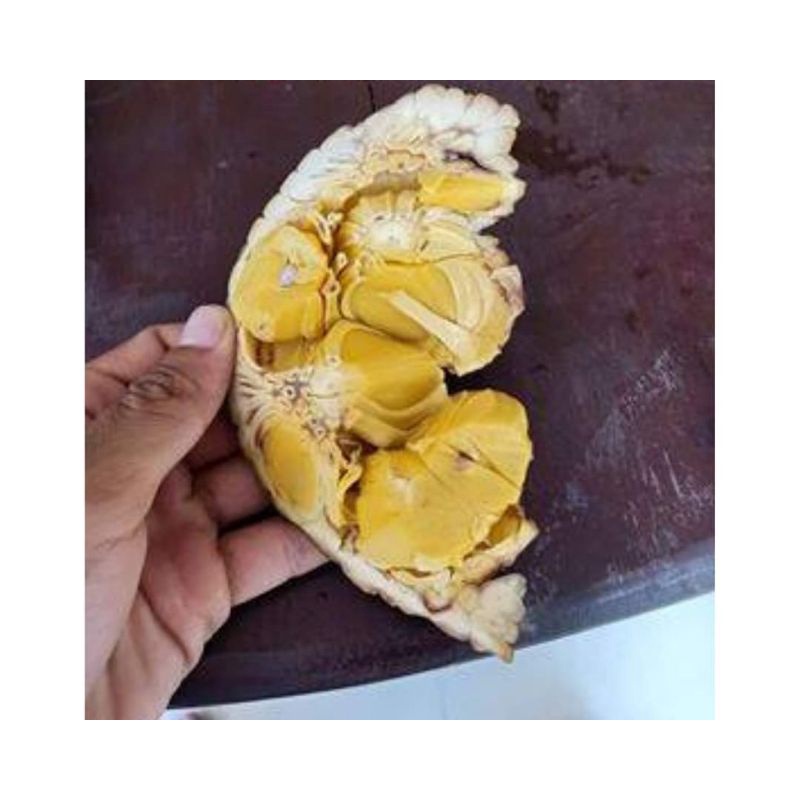 Cây giống mít mơ f1