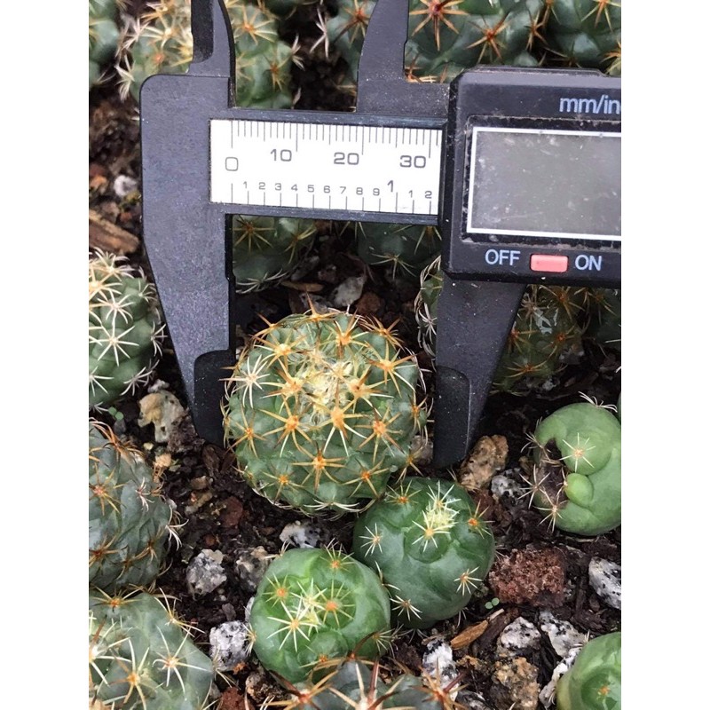 XƯƠNG RỒNG CORYPHANTHA HOA VÀNG SIZE 3-4CM