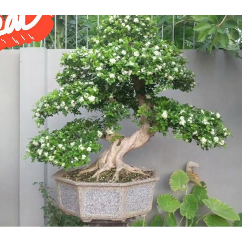 Nguyệt Quế bonsai gốc to dáng đẹp