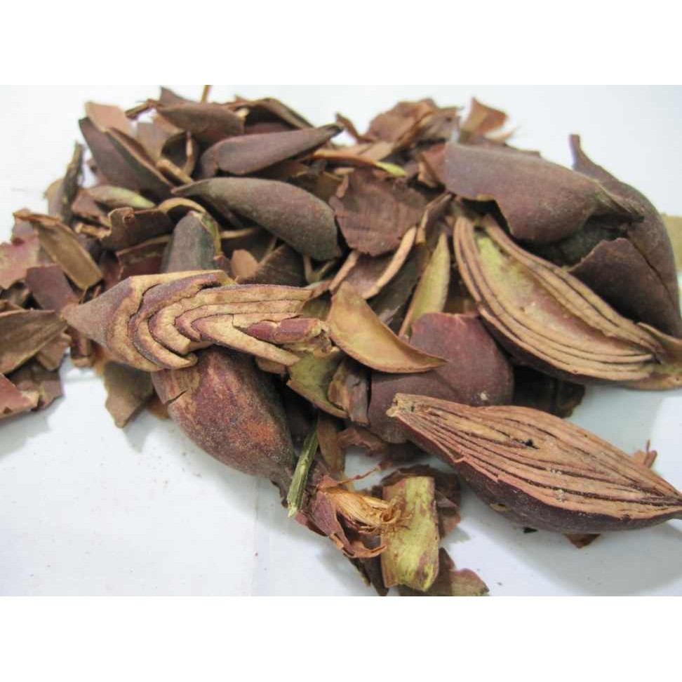 Sâm Đại Hành ( tỏi đỏ ) DV072