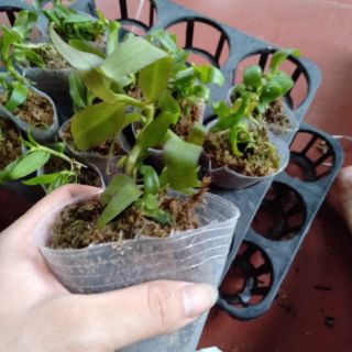 Hoa phong lan phi điệp ám phú thọ