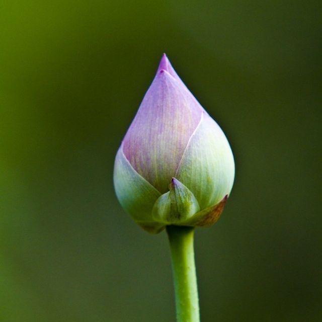 CH TÂM ANH