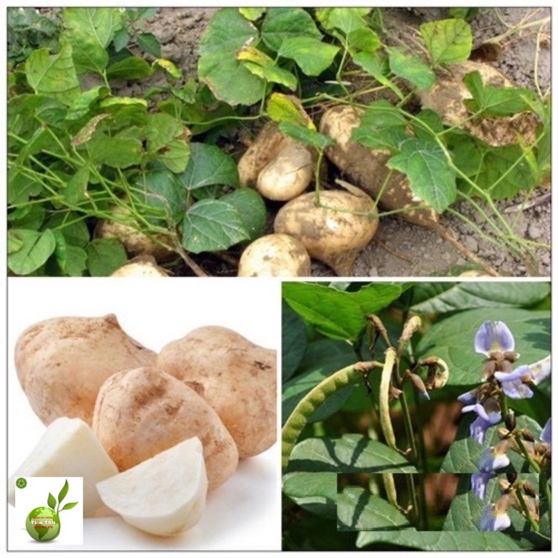 HẠT GIỐNG CỦ ĐẬU CAO SẢN (1kg)
