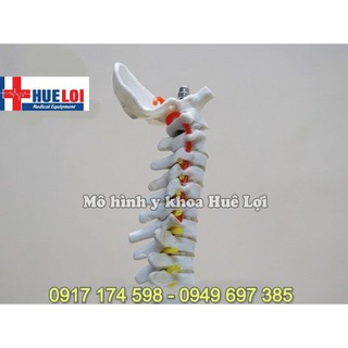Mô hình cột sống 45cm - mô hình xương