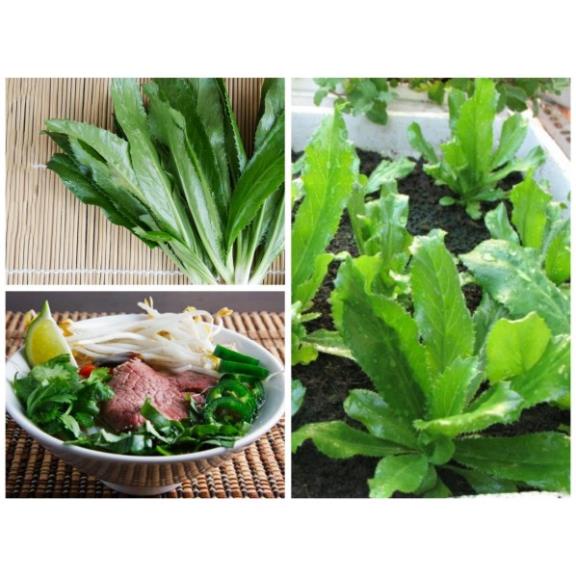 Hạt Giống Rau Ngò Gai/ Mùi Tàu  - Dễ Trồng, Giòn, Thơm - MUA 3 TẶNG 1 CÙNG LOẠI KHUYẾN MẠI TRONG 1 NGÀY