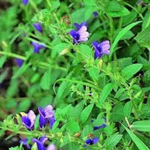 100 Hạt Giống Cây Nhân Trần